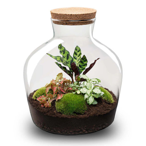DIY Terrarium - Fat Joe Rood - ↕ 30 cm + Rake & Shovel - Zelfvoorzienend Ecosysteem - Bivakshop