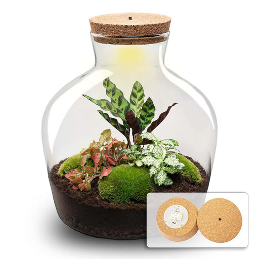 DIY Terrarium - Fat Joe Rood - ↕ 30 cm - Zelfvoorzienend & Duurzaam - Bivakshop