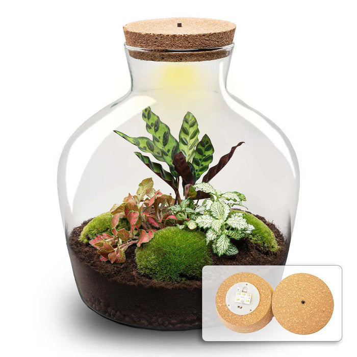 DIY Terrarium - Fat Joe Rood - ↕ 30 cm - Zelfvoorzienend & Duurzaam - Bivakshop