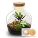 DIY Terrarium - Fat Joe Rood - ↕ 30 cm - Zelfvoorzienend & Duurzaam - Bivakshop