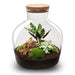 DIY Terrarium - Fat Joe Rood - ↕ 30 cm - Zelfvoorzienend & Duurzaam - Bivakshop