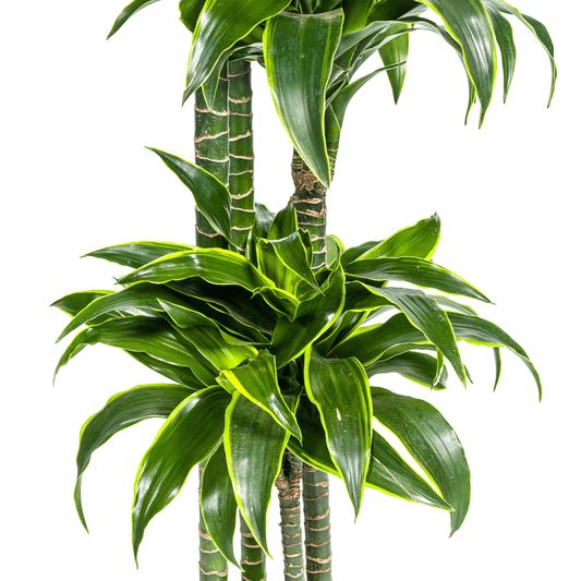 Dracaena Deremensis Dorado Ø27Cm - ↕170 - 190Cm - Bivakshop