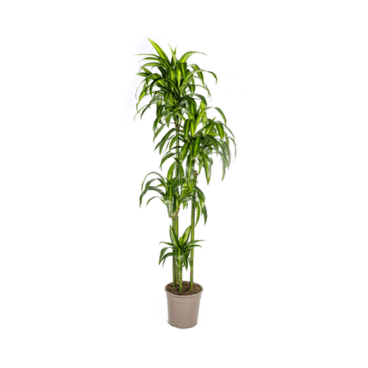 Dracaena Deremensis Hawaiian Sunshine - Ø27Cm - ↕170 - 190Cm - Bivakshop