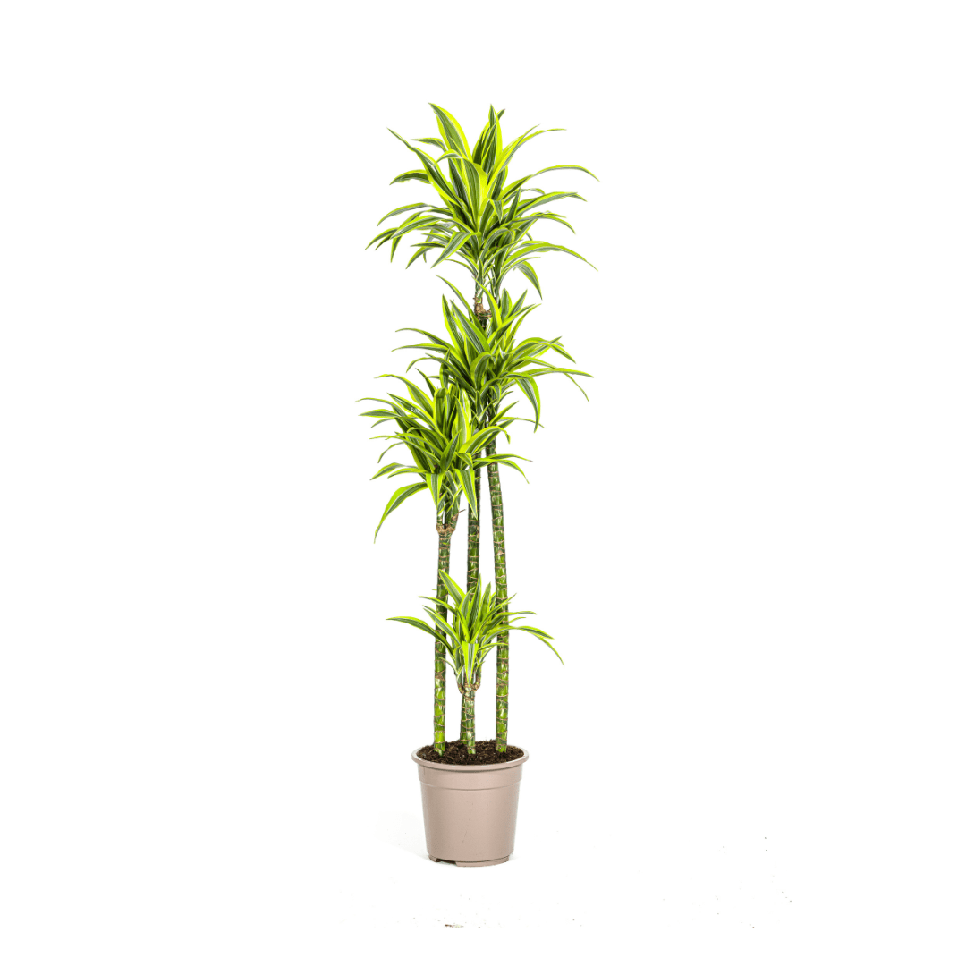 Dracaena Deremensis Lemon Lime Ø27Cm - ↕170 - 190Cm - Bivakshop
