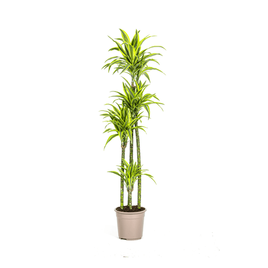 Dracaena Deremensis Lemon Lime Ø27Cm - ↕170 - 190Cm - Bivakshop