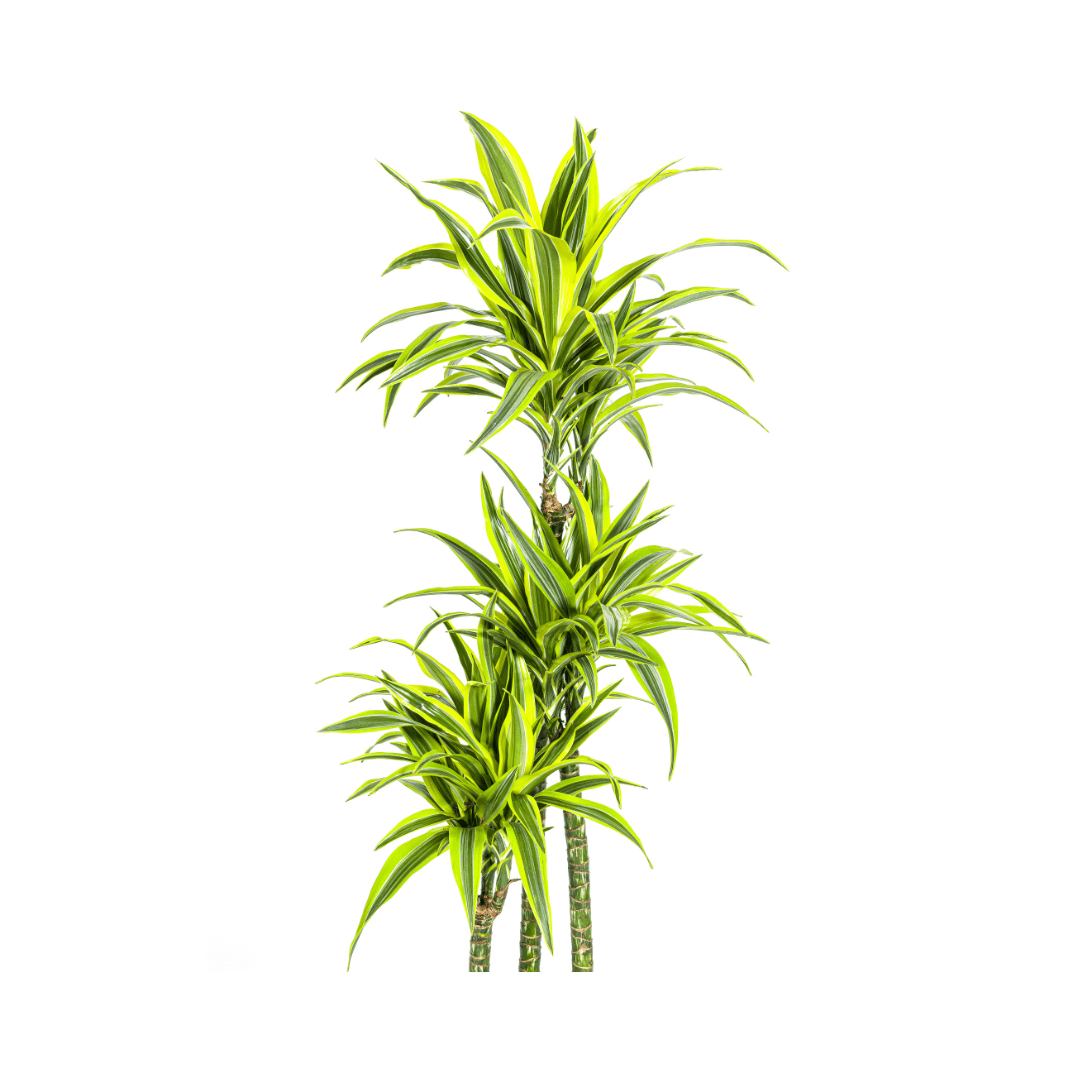 Dracaena Deremensis Lemon Lime Ø27Cm - ↕170 - 190Cm - Bivakshop