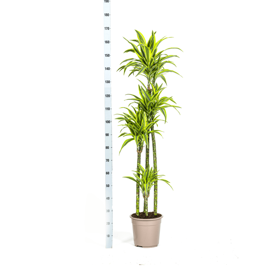 Dracaena Deremensis Lemon Lime Ø27Cm - ↕170 - 190Cm - Bivakshop