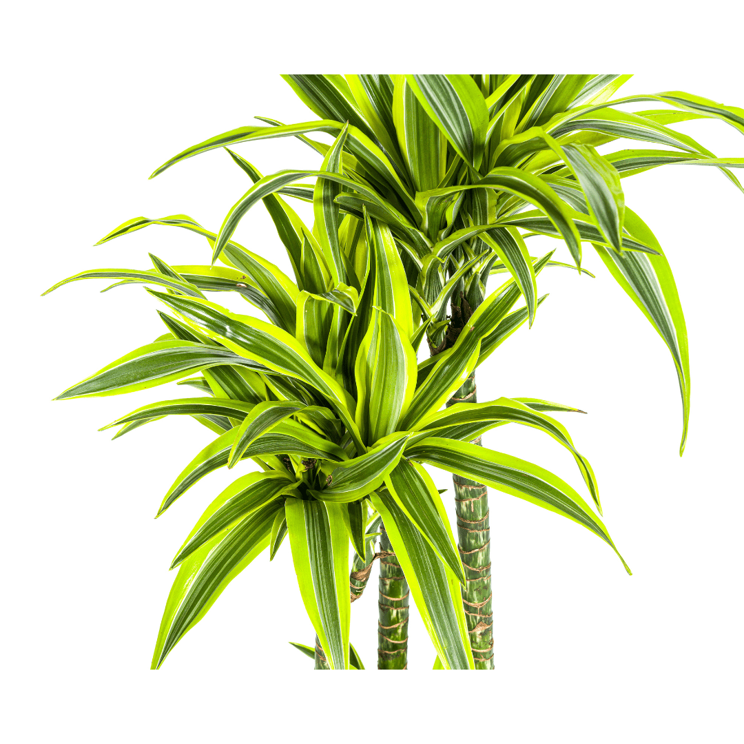 Dracaena Deremensis Lemon Lime Ø27Cm - ↕170 - 190Cm - Bivakshop
