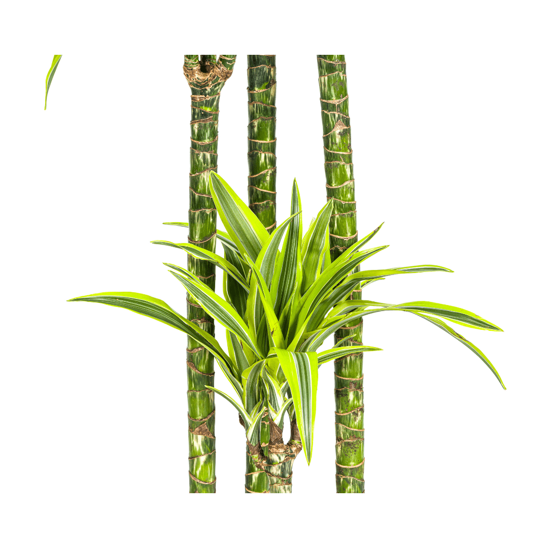 Dracaena Deremensis Lemon Lime Ø27Cm - ↕170 - 190Cm - Bivakshop