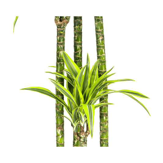 Dracaena Deremensis Lemon Lime Ø27Cm - ↕170 - 190Cm - Bivakshop