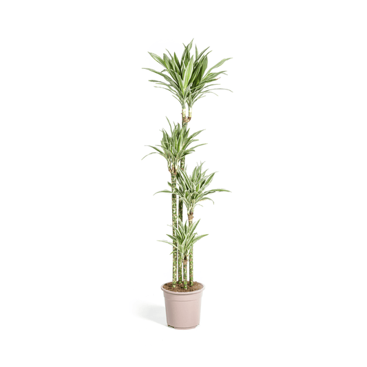 Dracaena Deremensis White Stripe - Ø27Cm - ↕170 - 190Cm - Bivakshop
