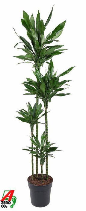 Dracaena Janet Lind XXL – Grote Kamerplant – 180 cm – Stijlvol & Onderhoudsvriendelijk - Bivakshop