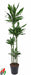 Dracaena Janet Lind XXL – Grote Kamerplant – 180 cm – Stijlvol & Onderhoudsvriendelijk - Bivakshop