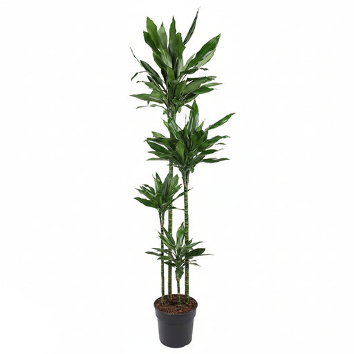 Dracaena Janet Lind XXL – Grote Kamerplant – 180 cm – Stijlvol & Onderhoudsvriendelijk - Bivakshop
