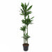 Dracaena Janet Lind XXL – Grote Kamerplant – 180 cm – Stijlvol & Onderhoudsvriendelijk - Bivakshop