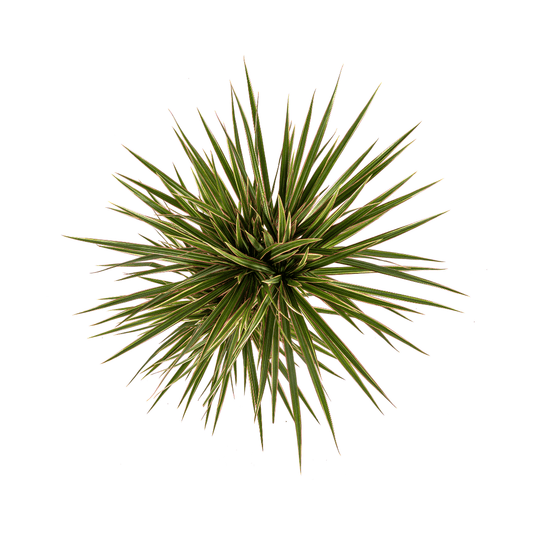 Dracaena Marginata Bicolor Ø17Cm - ↕50 - 70Cm - Bivakshop