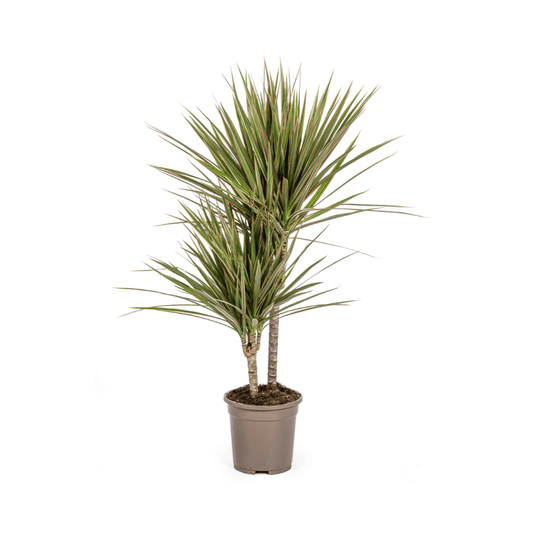 Dracaena Marginata Bicolor Ø17Cm - ↕50 - 70Cm - Bivakshop