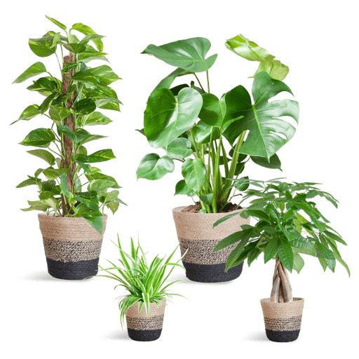 Easy Care Plantenbox - Medium - Met Mand Lissabon Zwart - Bivakshop