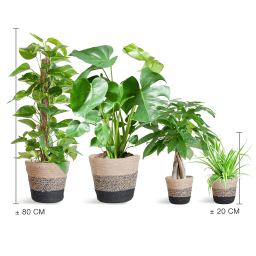 Easy Care Plantenbox - Medium - Met Mand Lissabon Zwart - Bivakshop