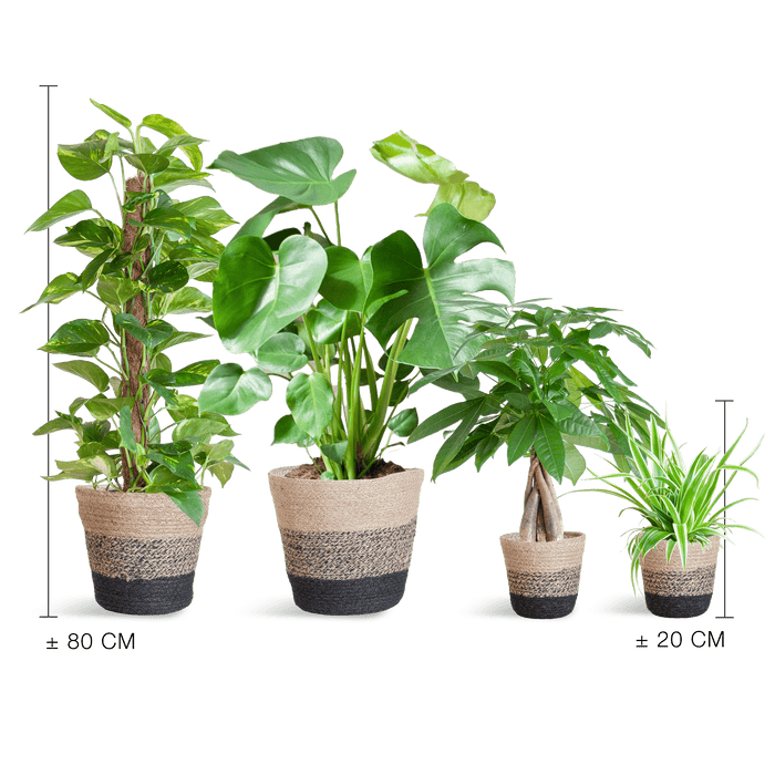 Easy Care Plantenbox - Medium - Met Mand Lissabon Zwart - Bivakshop
