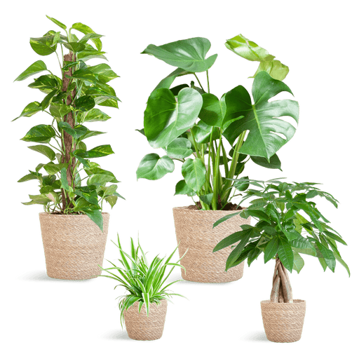 Easy Care Plantenbox - Medium - Met Mand Sofia - Bivakshop