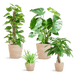 Easy Care Plantenbox - Medium - Met Mand Sofia - Bivakshop