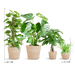 Easy Care Plantenbox - Medium - Met Mand Sofia - Bivakshop