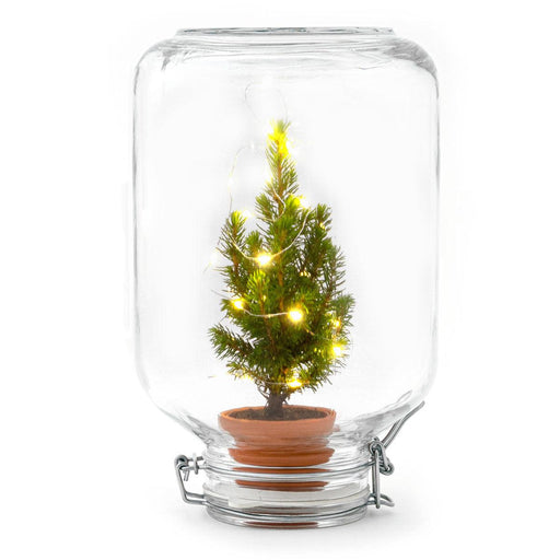 Easyplant Kerst Decoratie – Gesloten mini - ecosysteem in weckpot – Zelfvoorzienend - Bivakshop