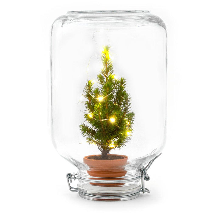Easyplant Kerst Decoratie – Gesloten mini - ecosysteem in weckpot – Zelfvoorzienend - Bivakshop