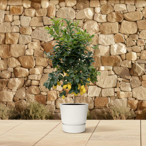 Everyplants – Citrus Calamondin – Mediterrane Fruitboom – 200 cm – Ø40 cm - Bivakshop