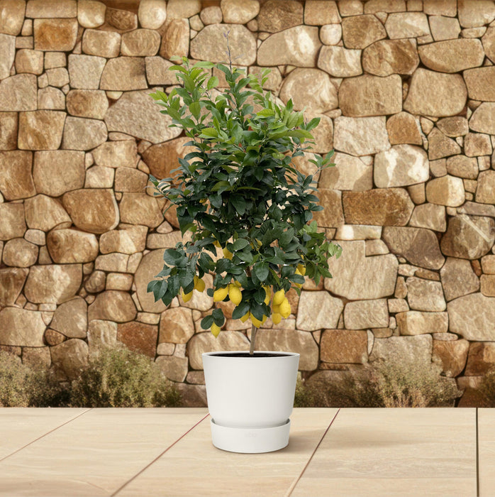 Everyplants – Citrus Calamondin – Mediterrane Fruitboom – 200 cm – Ø40 cm - Bivakshop
