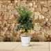 Everyplants – Citrus Calamondin – Mediterrane Fruitboom – 200 cm – Ø40 cm - Bivakshop