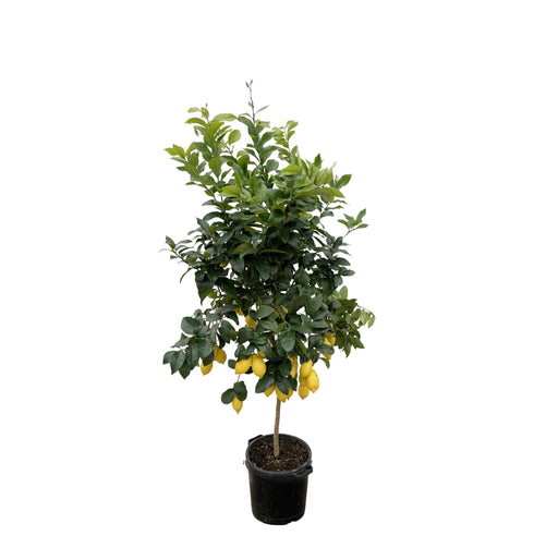 Everyplants – Citrus Calamondin – Mediterrane Fruitboom – 200 cm – Ø40 cm - Bivakshop