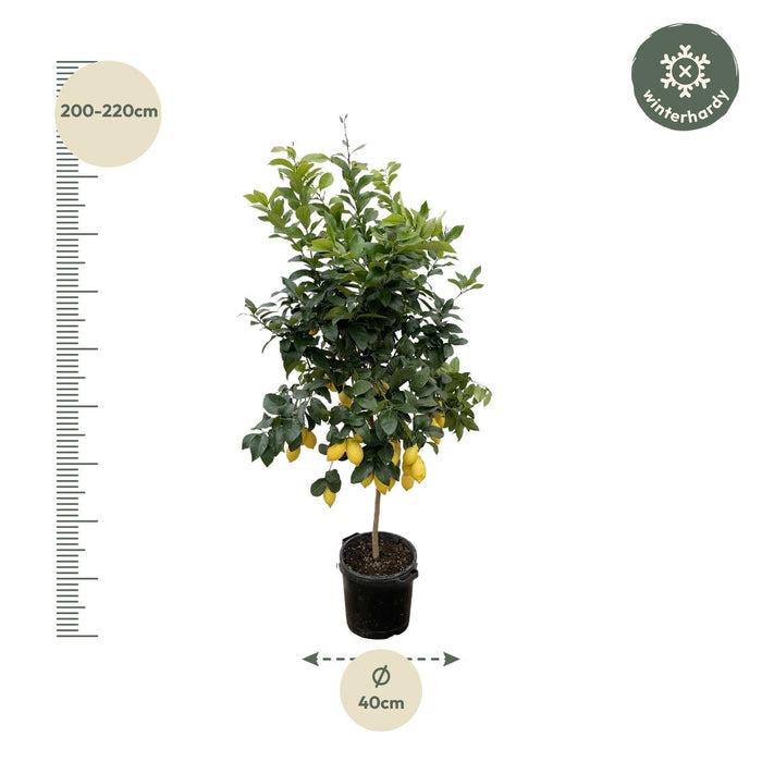 Everyplants – Citrus Calamondin – Mediterrane Fruitboom – 200 cm – Ø40 cm - Bivakshop