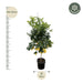 Everyplants – Citrus Calamondin – Mediterrane Fruitboom – 200 cm – Ø40 cm - Bivakshop