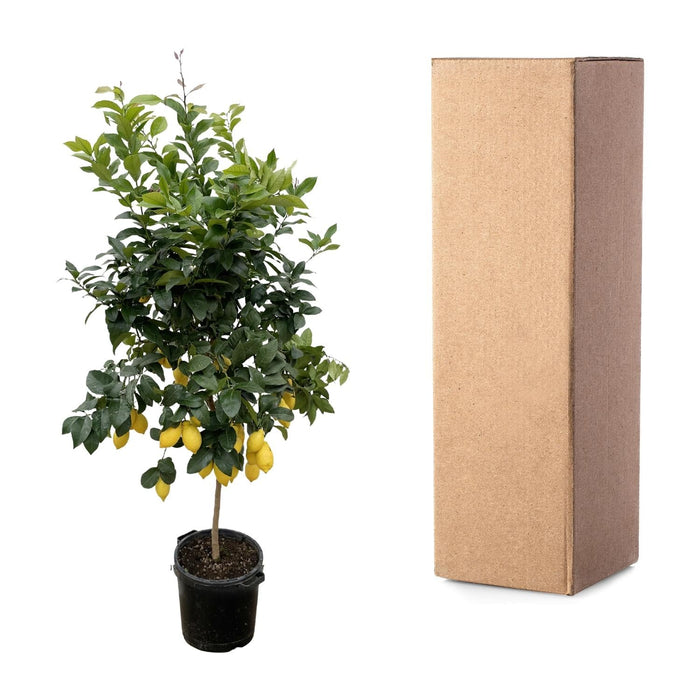 Everyplants – Citrus Calamondin – Mediterrane Fruitboom – 200 cm – Ø40 cm - Bivakshop