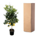 Everyplants – Citrus Calamondin – Mediterrane Fruitboom – 200 cm – Ø40 cm - Bivakshop