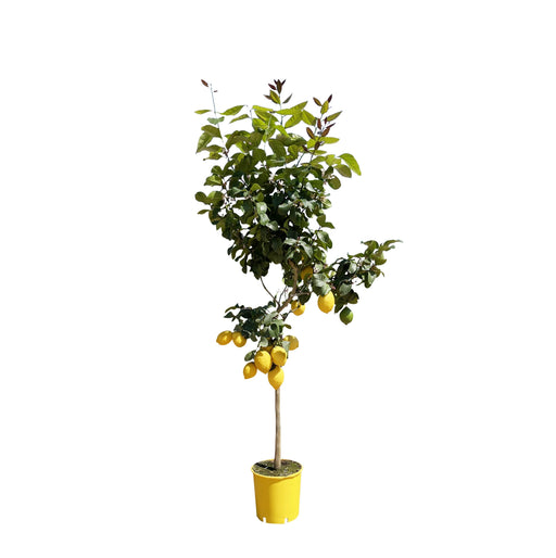 Everyplants – Citrus Limon – Citroenboom op Stam – 140 cm – Ø24 cm - Bivakshop