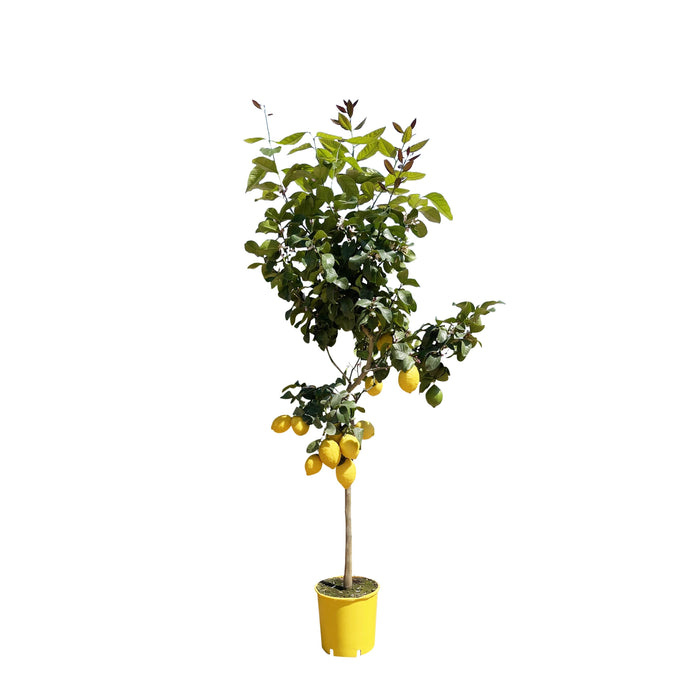 Everyplants – Citrus Limon – Citroenboom op Stam – 140 cm – Ø24 cm - Bivakshop