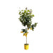 Everyplants – Citrus Limon – Citroenboom op Stam – 140 cm – Ø24 cm - Bivakshop