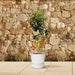Everyplants – Citrus Limon – Citroenboom op Stam – 140 cm – Ø24 cm - Bivakshop
