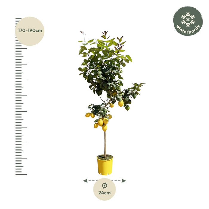 Everyplants – Citrus Limon – Citroenboom op Stam – 140 cm – Ø24 cm - Bivakshop