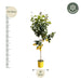 Everyplants – Citrus Limon – Citroenboom op Stam – 140 cm – Ø24 cm - Bivakshop