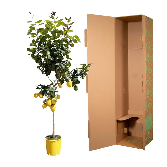 Everyplants – Citrus Limon – Citroenboom op Stam – 140 cm – Ø24 cm - Bivakshop