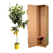 Everyplants – Citrus Limon – Citroenboom op Stam – 140 cm – Ø24 cm - Bivakshop