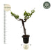 Everyplants - Vitis Vinifera - Druivenboom op Stam Vertakt - 200 cm - Bivakshop