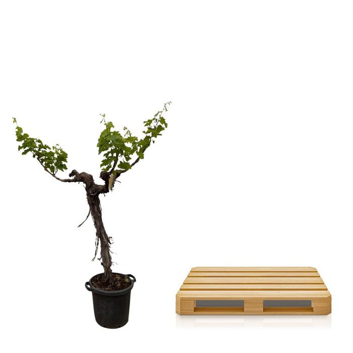 Everyplants - Vitis Vinifera - Druivenboom op Stam Vertakt - 200 cm - Bivakshop
