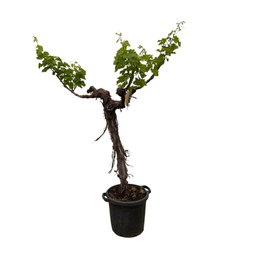 Everyplants - Vitis Vinifera - Druivenboom op Stam Vertakt - 200 cm - Bivakshop