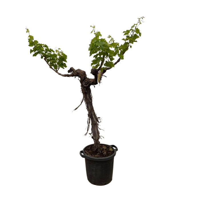 Everyplants - Vitis Vinifera - Druivenboom op Stam Vertakt - 200 cm - Bivakshop