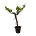 Everyplants - Vitis Vinifera - Druivenboom op Stam Vertakt - 200 cm - Bivakshop